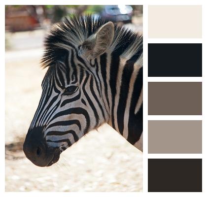 Burchell'S Zebra Zebra Animal Image